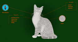 warriors cat stuff — t4wnyclaw: warrior cat wiki says ashfoot is the