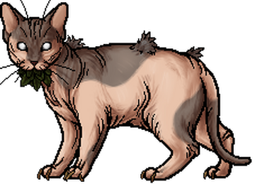 Thunderclan Warrior Cat Wiki Fandom Powered By Wikia - Warrior