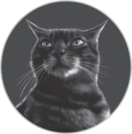 Graystripe&#39;s Vow/Chapter 28