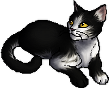 My Favourite Cats (Up to The Broken Code and Not Including Field Guides and  a Few Super Editions/Novellas) : r/WarriorCats