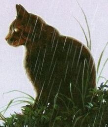 Stellaspezzata
