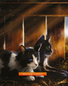 Ravenpaw in The Ultimate Guide: Updated and Expanded Edition