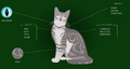 Jayfeather.Website.png (178 KB) Jayfeather's Warriors website fact sheet