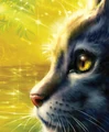 Graystripe on the reprinted cover of Forest of Secrets
