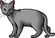 warriors cat stuff — t4wnyclaw: warrior cat wiki says ashfoot is the