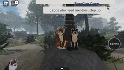 An example of a roleplay in RiverClan's camp, Kindlestar and Tailfur of RiverClan