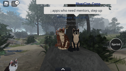 Introducing the official Warrior Cats game on Roblox