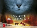I Segreti della Foresta