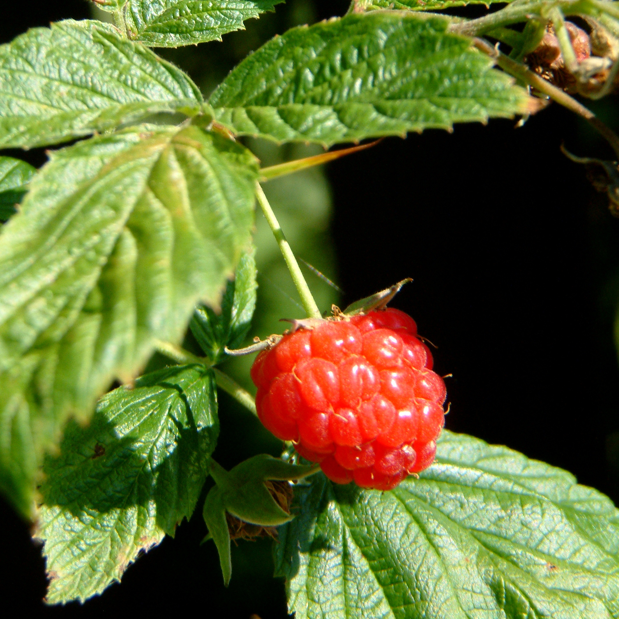 Малина Rubus idaeus. Малина обыкновенная (Rubus idaeus). Малина обыкновенная Rúbus idáeus. Малина обыкновенная — Rubus idaeus l.