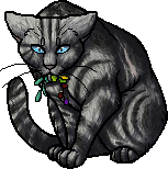 Jayfeather  Warrior Cats