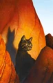 Brambleclaw.FG-6.png (1.31 MB) Brambleclaw in The Ultimate Guide