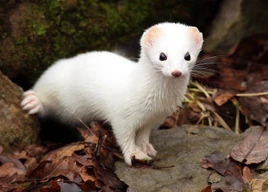 Stoat (creature)