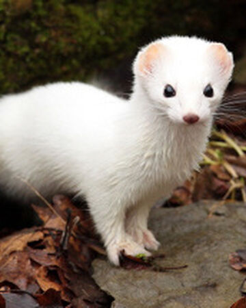 pure white ferret