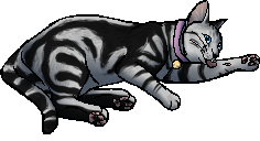 images Graystripe X Millie millie warriors wiki fandom