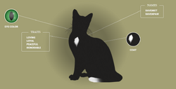 RavenPaw – Lynxy's Warrior Cats Challenge