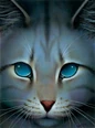 Jayfeather.FG-6.png (355 KB) Jayfeather in The Ultimate Guide