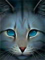 Jayfeather.FG-6.png (285 KB) Jayfeather in The Ultimate Guide