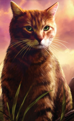 200 FIRESTAR ideas  warrior cat, warrior, warrior cats