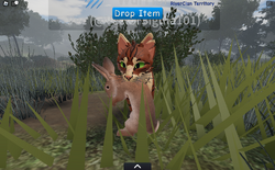 Introducing the official Warrior Cats game on Roblox