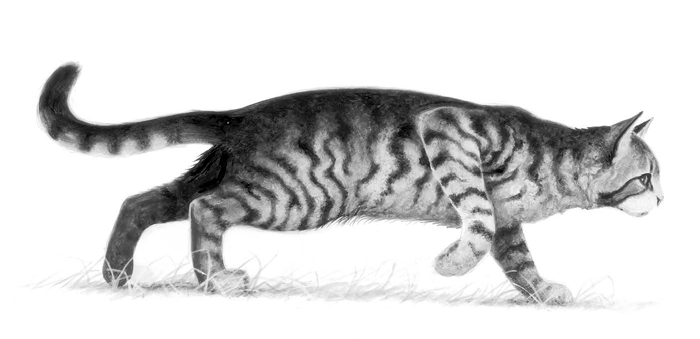 Bumblestripe | Warriors Wiki | Fandom