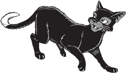 Ravenpaw (Warrior cats) - Drawception