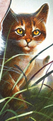 Tigerstar II Tigerheart Warrior Cats Poster for Sale by alicialynne