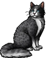 Spotfur's warrior image. She was originally a brown-gray tabby until her official artwork depicted her as gray.