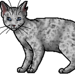 Jay (cat), Warriors Wiki