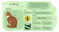 Leafpool's Warriors website fact sheet for The New Prophecy