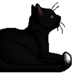Ravenpaw Warriors Wiki Fandom