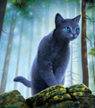 Bluestar on the full cover of Bluestar's Prophecy