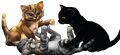 Hawkfrost on the cover of Return to the Clans