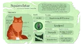 Squirrelstar.Website4.png (2.18 MB) Squirrelstar's Warriors website fact sheet for The New Prophecy