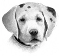 Dog in Secrets of the Clans