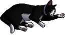 Kittypet Version