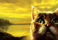 English Reprinted Language Edition Textless Cover