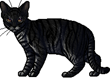 Shadowsight  Warrior cats art, Warrior cats, Warrior cat