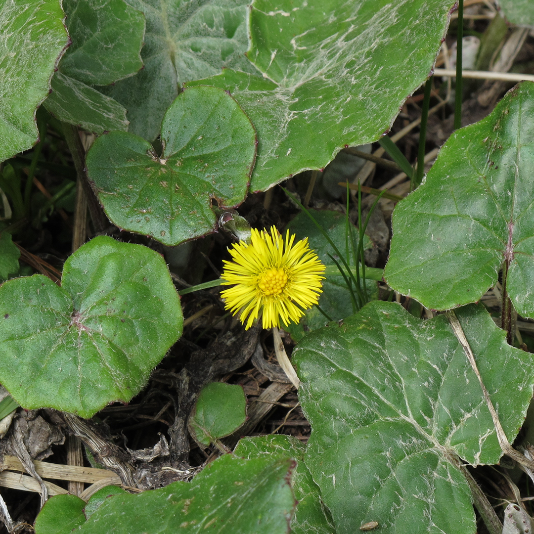 Mountain Rose Herbs - Wikipedia