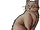 Gravelnose
