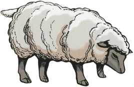 Sheep