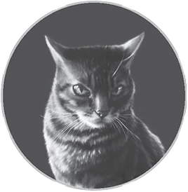 Tigerheart's Shadow/Chapter 9