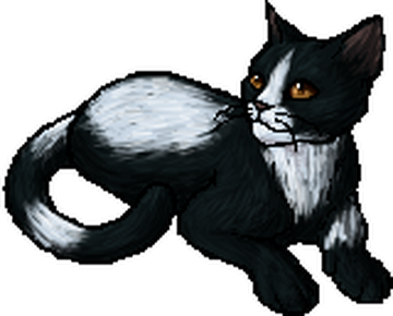 A Starless Clan, Warriors Wiki