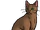 Nettlesplash