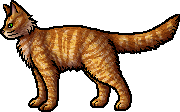 Sleekwhisker, Warriors Wiki