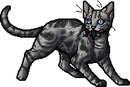 Jayfeather.mca.png (28 KB) Medicine Cat Apprentice Version