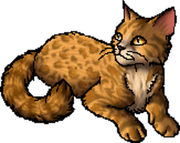 Cat, Warriors Wiki