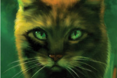 Rosto de Bétula, Wiki Gatos Guerreiros