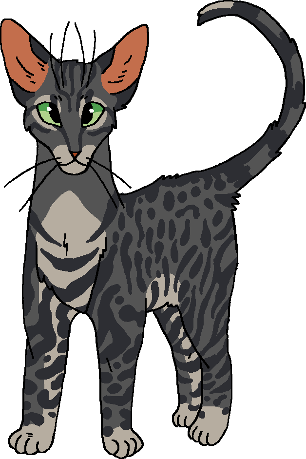 A Honra de Estrela de Leopardo, Wiki Gatos Guerreiros