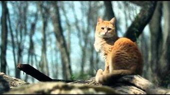 Into the wild the MOVIE(all sss warrior cats eps) 