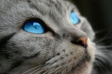 silver tabby she cat with blue eyes